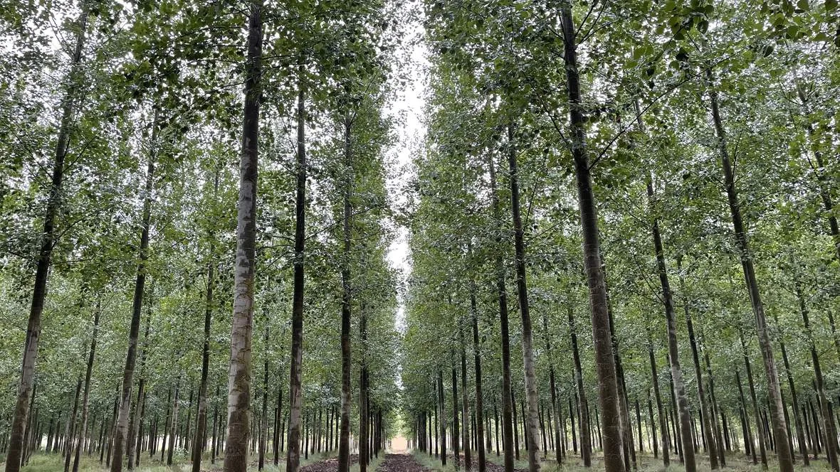 Calle gradeada de una chopera de Bosques y Ríos en pleno desarrollo