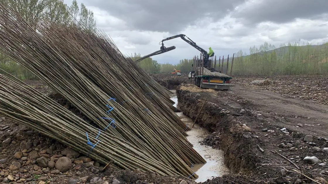 Descarga de haces de planta de chopo en la zanja de hidratación