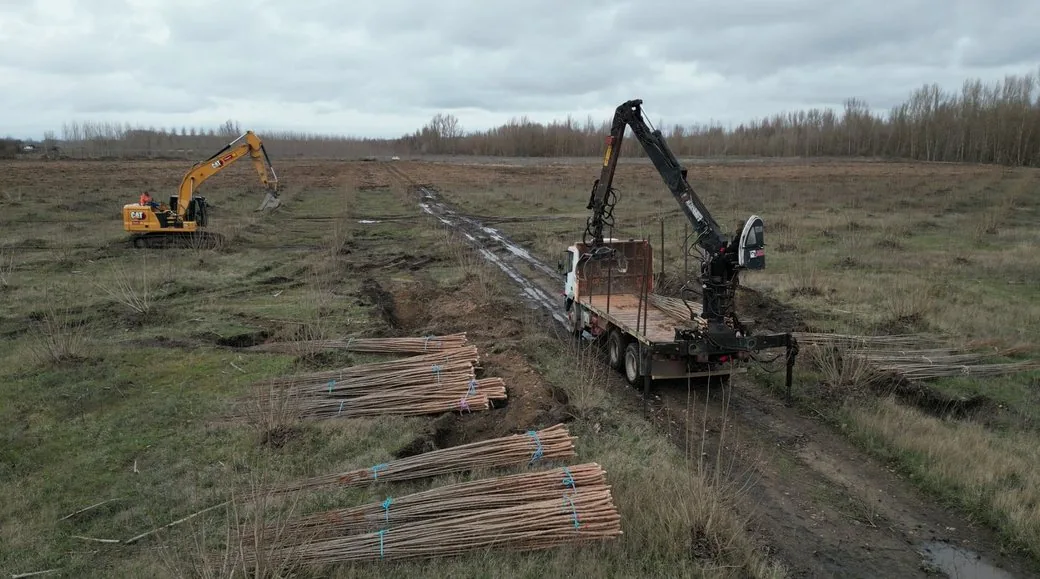 Plantación de una chopera: un camión grúa reparte los haces de planta por la finca mientras trabaja una retroexcavadora