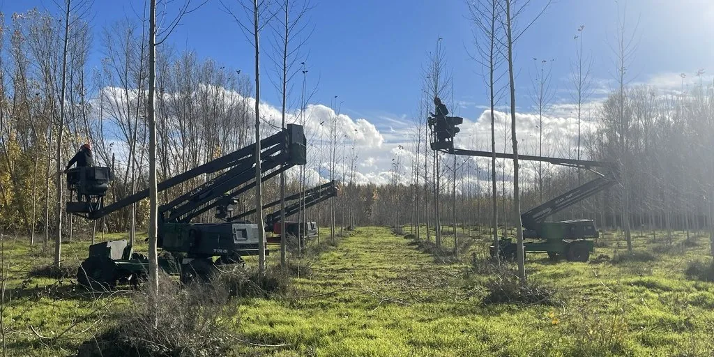 Dos plataformas elevadoras podando una chopera, con los operarios subidos en las cestas